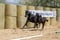 Annuncio cavallo