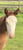 Horse ad