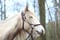 Horse ad