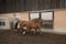 Annuncio cavallo