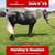 Annuncio cavallo
