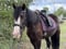 Annuncio cavallo