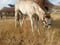 Annonce cheval