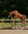 Annuncio cavallo