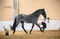 Annuncio cavallo