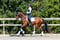 Horse ad