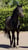 Horse ad
