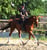 Annuncio cavallo