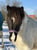 Horse ad