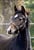 Annonce cheval