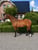 Horse ad