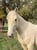 Horse ad