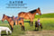 Horse ad