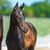 Annuncio cavallo