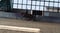 Horse ad