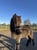 Annuncio cavallo
