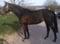 Horse ad