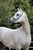 Horse ad