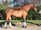 Annonce cheval