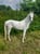 Annuncio cavallo