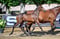 Annonce cheval
