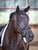 Annonce cheval