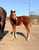 Horse ad