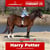 Horse ad