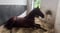 Annuncio cavallo