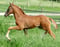 Annuncio cavallo