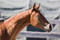 Horse ad