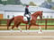 Annuncio cavallo