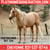 Horse ad