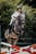 Horse ad