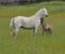 Horse ad