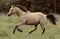 Horse ad