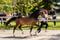 Horse ad