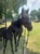 Annuncio cavallo