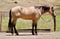 Annuncio cavallo