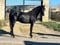Horse ad