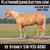 Horse ad
