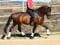 Horse ad