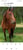 Annuncio cavallo