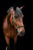 Annuncio cavallo