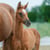Horse ad
