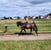 Annuncio cavallo