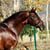 Annuncio cavallo