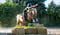 Horse ad