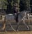 Horse ad