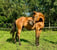 Horse ad